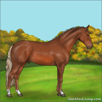 Horse Color:Chestnut 