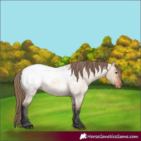 Horse Color:Bay Roan Dun Snowcap 