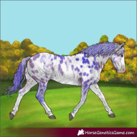 Horse Color:Watercolor White Spotted Bay Frame Appaloosa Rabicano 