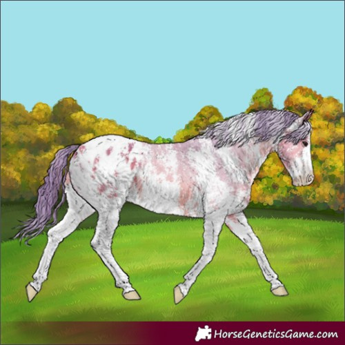 Horse Color:Watercolor Bay Sabino Appaloosa 