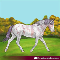 Horse Color:Watercolor Bay Sabino Appaloosa 