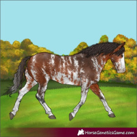 Horse Color:Bay Sabino 