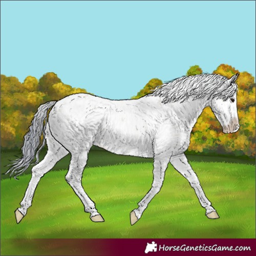 Horse Color:Watercolor Bay Dun Sabino Splash 