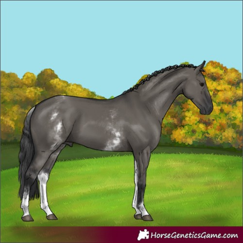 Horse Color:White Spotted Grullo 