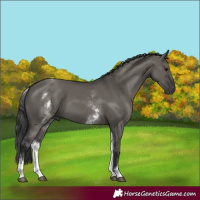Horse Color:White Spotted Grullo 