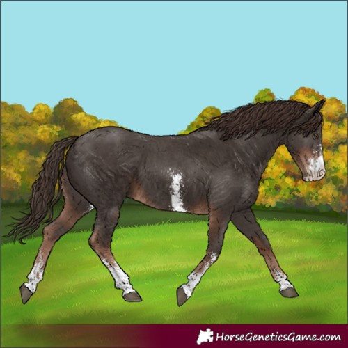 Horse Color:Liver Chestnut Sabino 