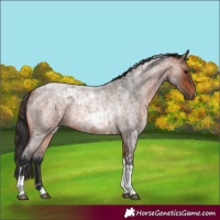 Horse Color:Bay Roan Tobiano 