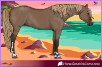 Horse Color:Liver Red Dun Rabicano 