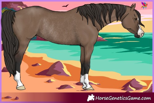 Horse Color:Liver Red Dun Rabicano 