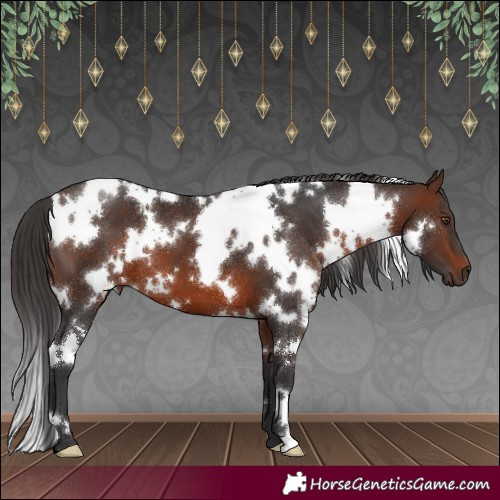 Horse Color:White Spotted Brown 