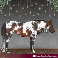 Horse Color:White Spotted Brown 