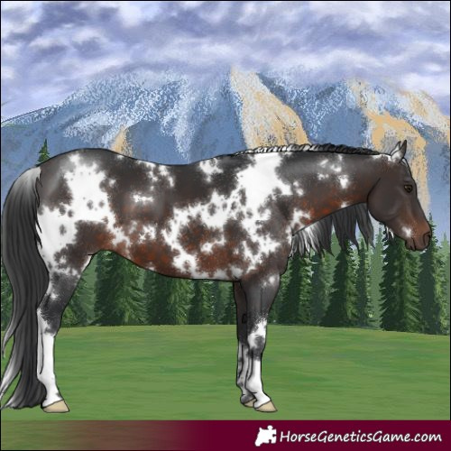 Horse Color:White Spotted Brown