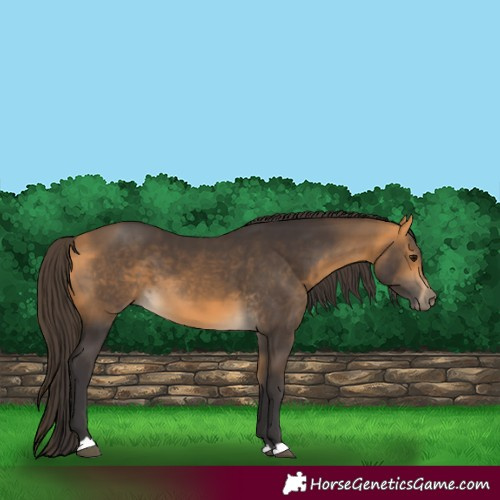 Horse Color:Buckskin 