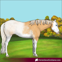 Horse Color:Gold Cream Champagne Splash Rabicano