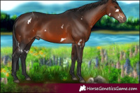 Horse Color:White Spotted Brown 
