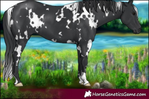 Horse Color:White Spotted Black 