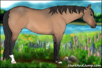 Horse Color:Bay Dun