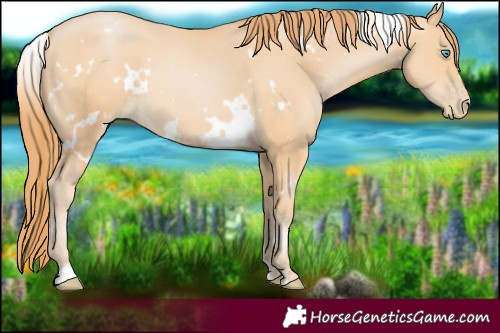 Horse Color:White Spotted Buckskin Pearl 