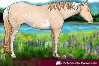 Horse Color:White Spotted Buckskin Pearl 