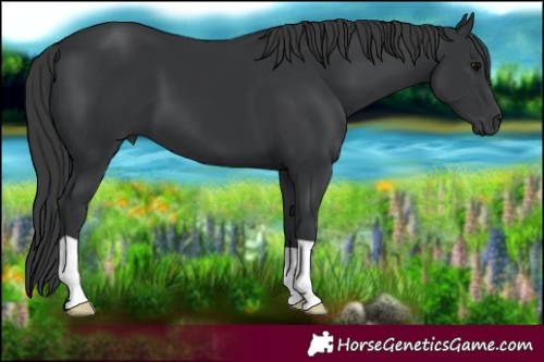 Horse Color:Black 