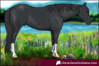 Horse Color:Black 