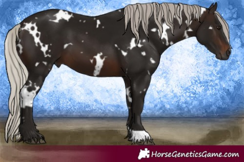 Horse Color:Gray White Spotted Silver Brown 