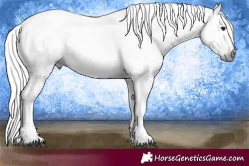 Horse Color:Gray White Spotted Silver Brown 