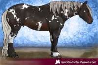 Horse Color:Gray White Spotted Silver Brown 