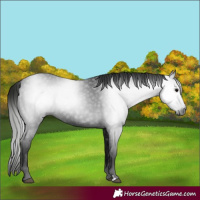 Horse Color:Unknown 