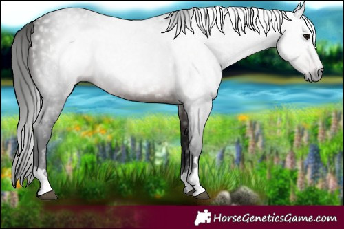 Horse Color:Gray Bay