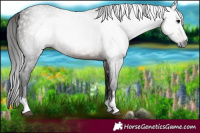Horse Color:Gray Bay