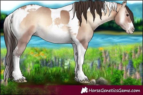 Horse Color:Amber Champagne Onyx Tobiano