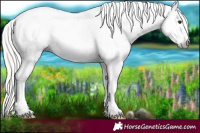 Horse Color:Gray Silver Bay Pearl Onyx Appaloosa 