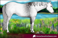 Horse Color:Gray White Spotted Liver Chestnut