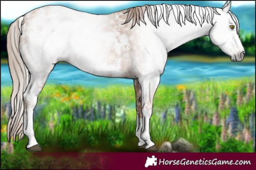 Horse Color:Gray Chestnut Pearl Sabino Appaloosa Rabicano