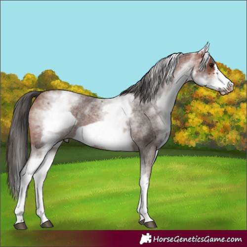 Horse Color:White Spotted Bay Roan Frame