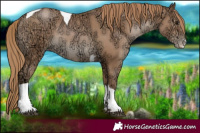 Horse Color:Black Ice Pearl Tobiano Rabicano 