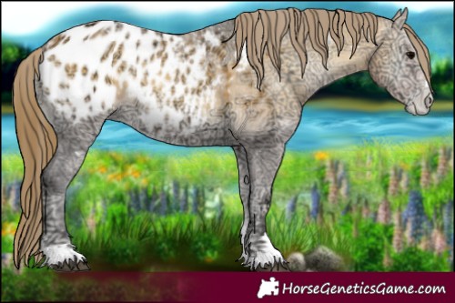 Horse Color:Buckskin Ice Onyx Appaloosa 