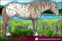 Horse Color:Buckskin Ice Onyx Appaloosa 