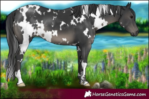 Horse Color:White Spotted Black 