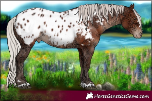 Horse Color:Silver Brown Ice Near Leopard