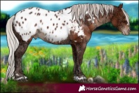 Horse Color:Silver Brown Ice Near Leopard 