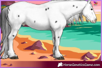 Horse Color:Black Fewspot 
