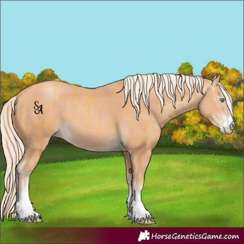 Horse Color:Gold Cream Champagne  and Gray Cremello 