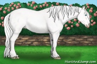 Horse Color:Cremello 