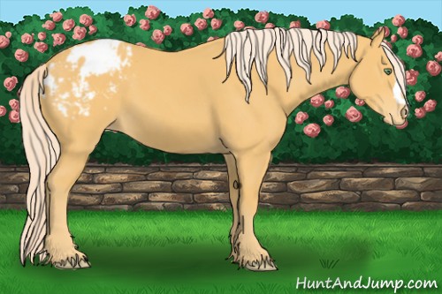 Horse Color:Palomino Appaloosa