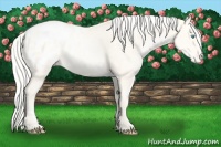 Horse Color:Gold Cream Champagne Pearl Appaloosa