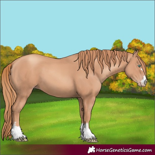 Horse Color:Unknown 