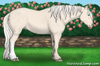 Horse Color:Cremello 