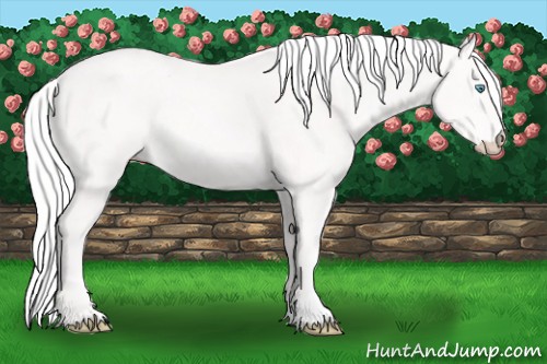 Horse Color:Cremello 